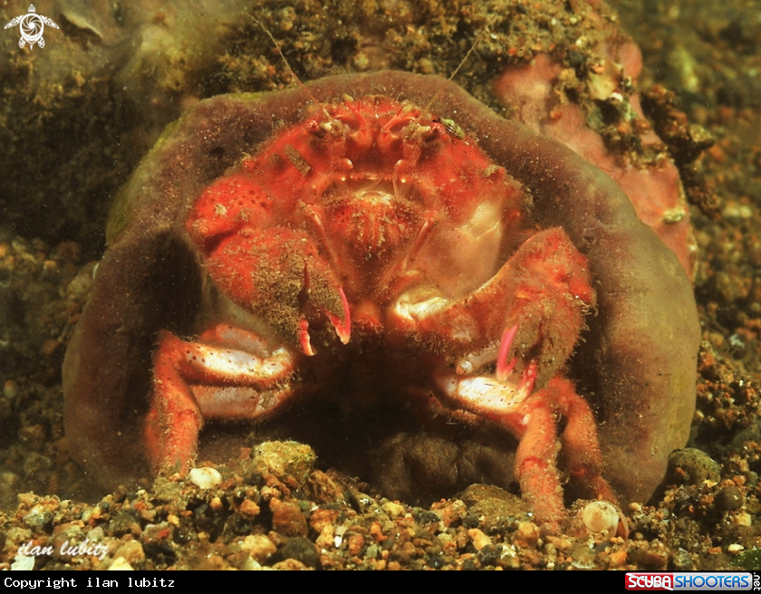 A Sponge crab 