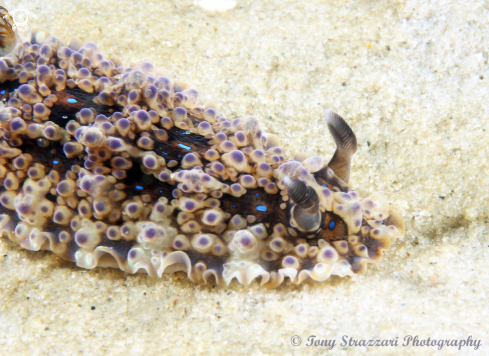 A Krusenstern's Dendrodoris