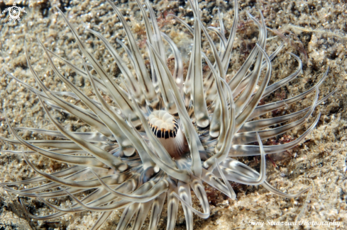 A Tube anemone