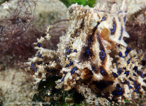 A Blue-lined Octopus