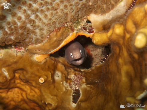 A Gymnothorax thyrsoideus | White eyed Moray