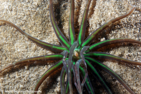 A Green tube anemone