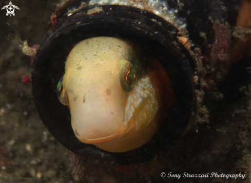 A Petroscirtes lupus  | Brown Sabretooth Blenny