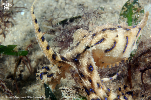 A Hapalochlaena fasciata  | Blue-lined Octopus