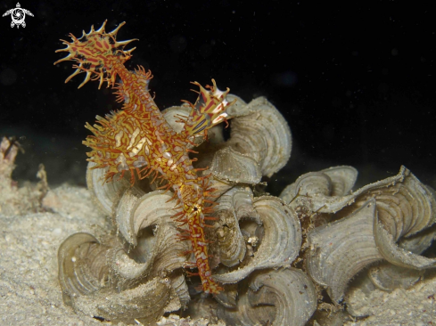 A Hornate Ghostpipefish