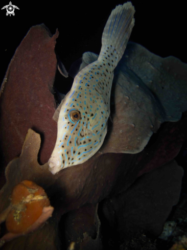 A Filefish