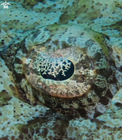 A Crocodile fish