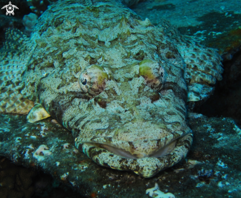 A Carpet flat head | Crocodile fish