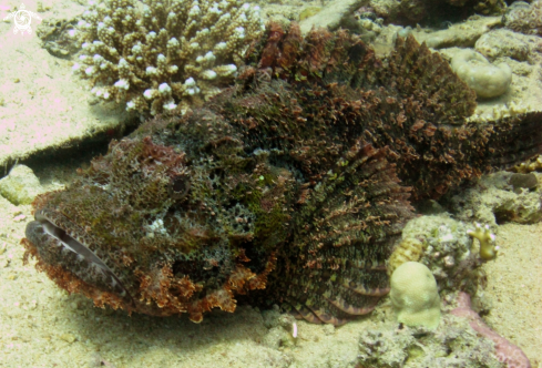 A Flat head scorpion fish