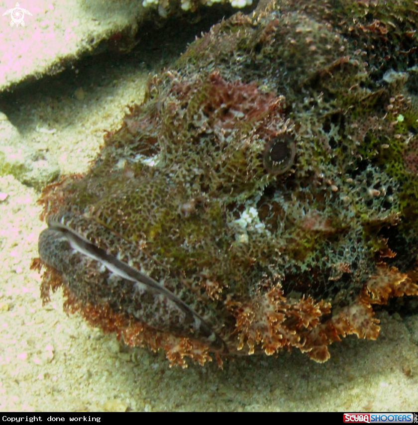 A Flat head scorpion fish