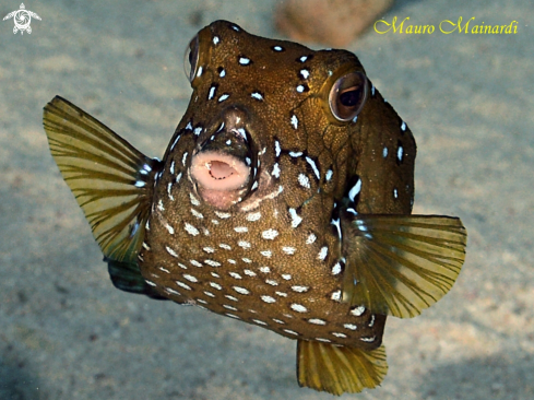 A Boxfish