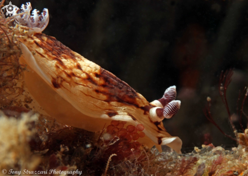 A Aphelodoris varia | Pancake Aphelodoris