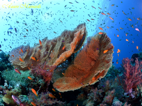 A Red sea panorama