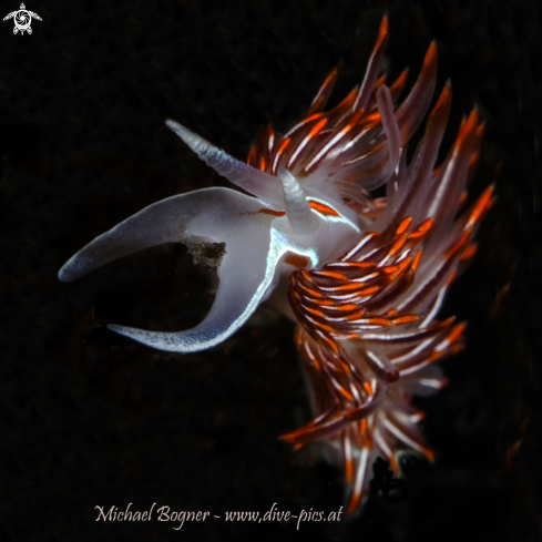 A Nudibranch