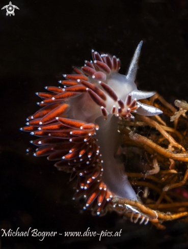 A Nudibranch