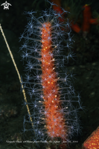 A Cavernularia obesa