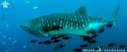 A Whale shark