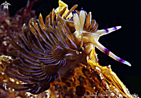 A Pteraeolidia ianthina | Blue Dragon