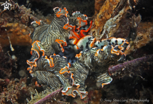 A Armina sp. | Armina sp