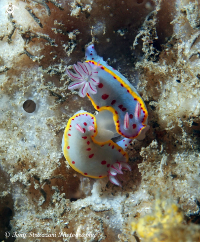 A Hypselodoris bennetti | Bennett's Hypselodoris