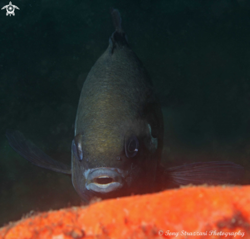 A White ear scalyfin