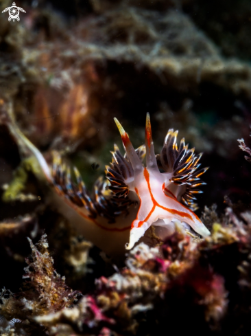 A Phidiana militaris | Nudibranch