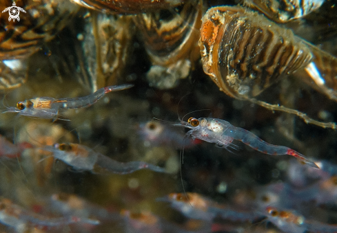 A Red Blood Shrimps (5-6 mm)