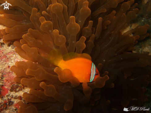 A Anemone fish