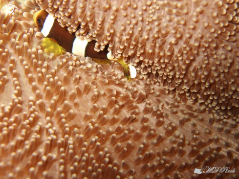 A Anemone fish