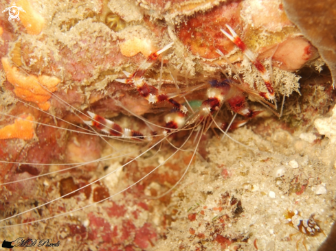 A Stenopus hispidus | Banded Coral Shrimp