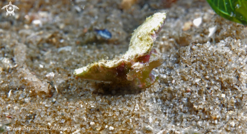 A Elysia sp. | Sea hare