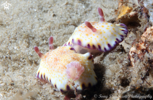 A Gold-Spotted Chromodoris