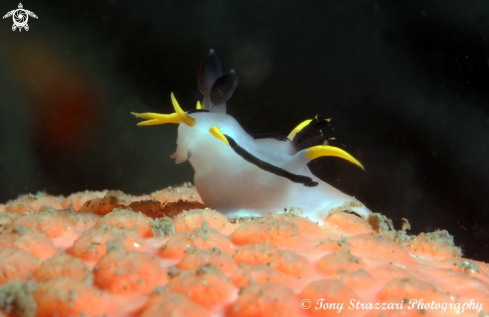 A Polycera capensis | Punk polycera