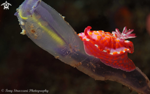 A Ceratosoma amoenum | Sweet Ceratosoma
