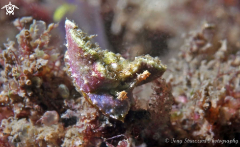 A Elysia sp. | Sea hare