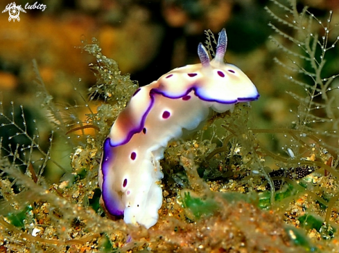 A Risbecia tryoni | Nudibranch