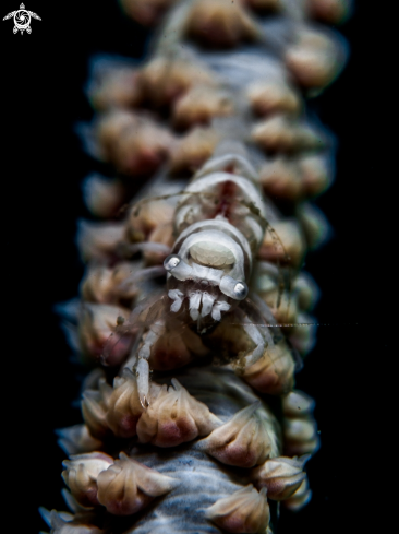 A Wire Coral Shrimp