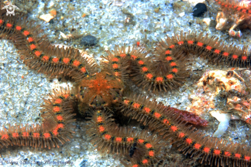 A Ophiothrix spongicola | Brittle star