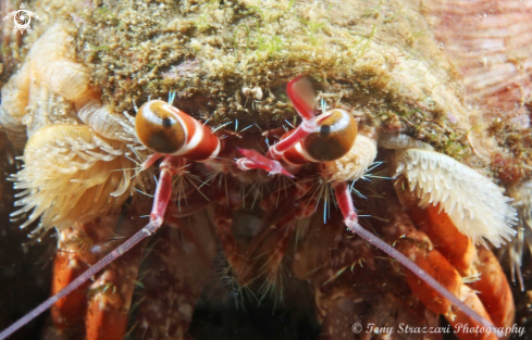 A Dardanus pedunculatus | Anemone Hermit Crab