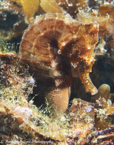 A White's seahorse