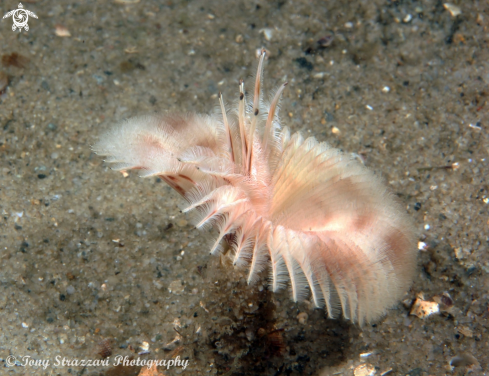 A Tube worm