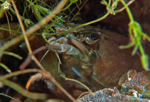 A Crayfish