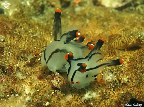 A Nudibranch