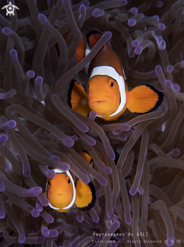 A Clown anemonefish