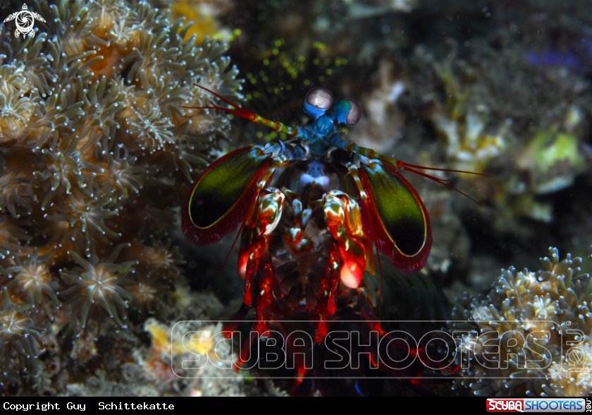 A Mantis shrimps