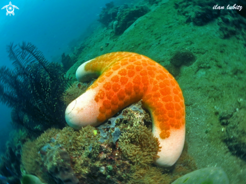 A Choriaster granulatus | starfish