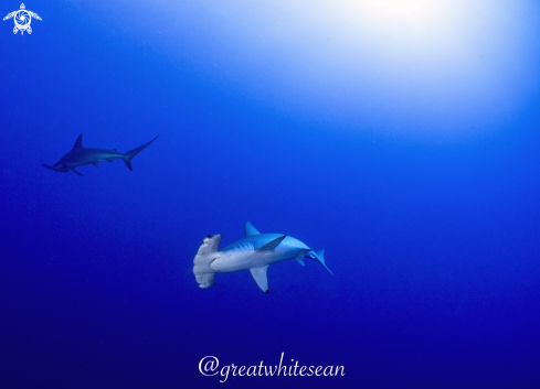 A Sphyrna Lewini | Scalloped Hammerhead Shark