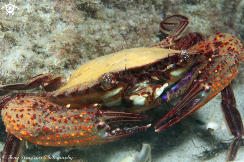 A Charybdis natator | Hairy Swimmer Crab