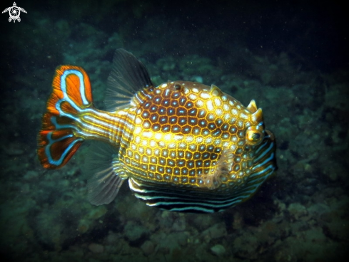 A Ornate Cowfish