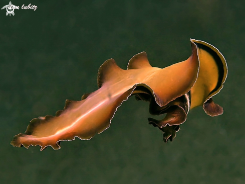 A Pseudobiceros flowersi | Flatworm